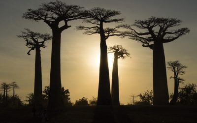 Partir à la découverte de Madagascar, la grande île de l’Océan Indien