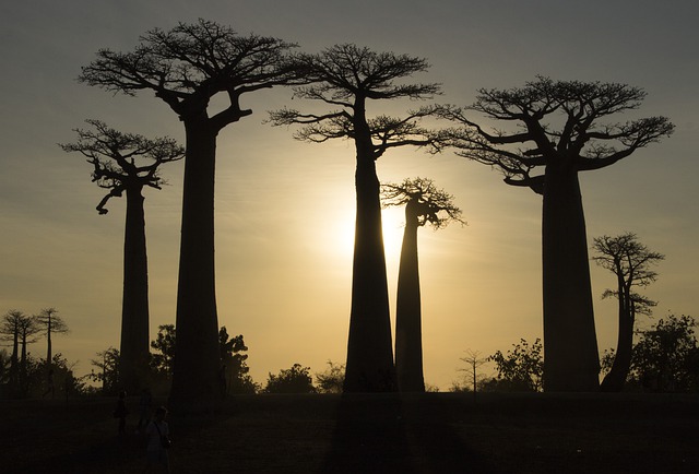 Partir à la découverte de Madagascar, la grande île de l’Océan Indien